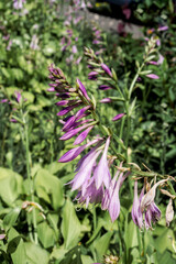 Hosta cultivar (Hosta sp.) in garden