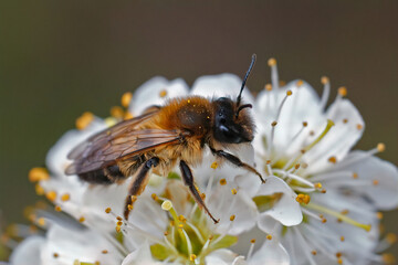 Closeup on a female of the rare Large Sallow mining bee, Andrena apicata, on white blackthorn flowers