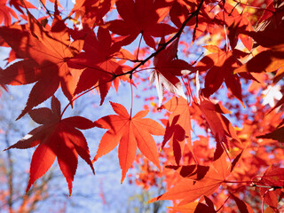 紅葉したカエデの葉
