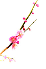 梅の花が香る風景(2月末)「クローズアップ」
Scenery with fragrant plum blossoms...