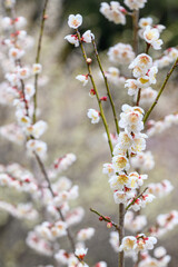 梅の花が香る風景(2月末)「クローズアップ」
Scenery with fragrant plum blossoms...