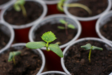 Seedlings of cucumbers in cups. Green cucumber sprout in a greenhouse