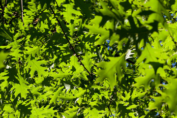 Fototapeta na wymiar beautiful young foliage of green trees