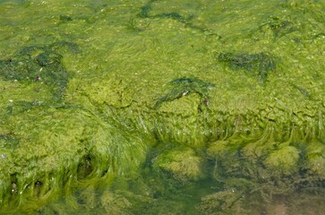 stones on the seashore. The sea is blooming, the tina on the rocks