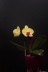 Yellow orchid in a pot. Phalaenopsis orchid. On a black background. Close-up.