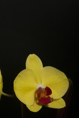 Naklejka na ściany i meble Yellow orchid in a pot. Phalaenopsis orchid. On a black background. Close-up.