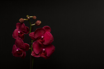 Burgundy orchid in a pot. Phalaenopsis orchid. On a black background. Close-up.