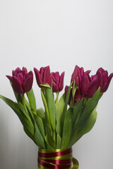 Bouquet of burgundy tulips in a vase. On a white background.