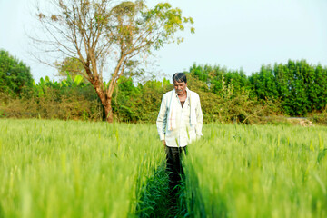 Indian farmer holding crop plant in his Wheat field.