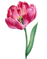 Tulip flower. Watercolor pink flower, hand drawing botanical painting, flora design
