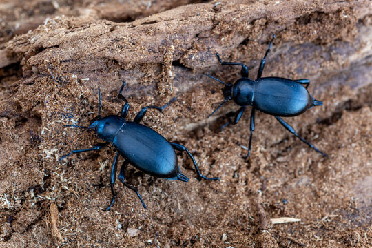 Blaps lusitanica. Cellar beetles on decaying wood.