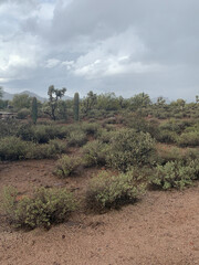 joshua tree national park