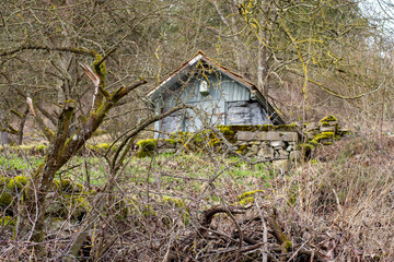 Vineyard hut in the grove 