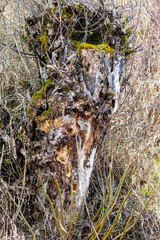 Old tree stump 