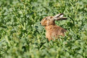 Feldhase im Rapsfeld