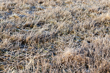Fototapeta premium grass covered with ice and frost in the winter season