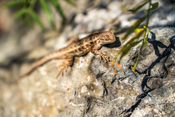 Naklejka na ściany i meble Eastern Fence Lizard (Sceloporus undulatus) sitting on a rock. 