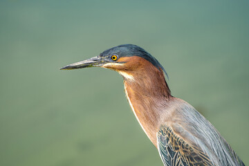 Close-up of Green heron (Butorides striatus). Wildlife photography.