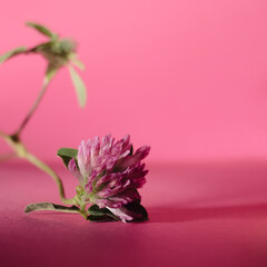 Beautiful single red clover flower on a hot pink background. Minimal aesthetic concept. Side view.