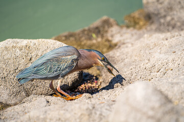 Green heron (Butorides striatus) eating fish.