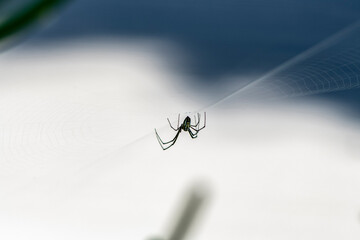 A spider prepares a web for prey in the forest of the Dominican Republic 