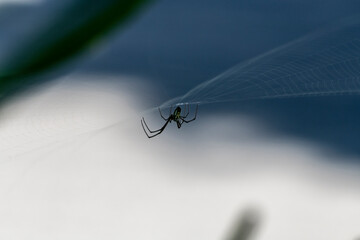A spider prepares a web for prey in the forest of the Dominican Republic 