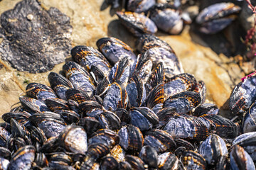 Wild Blue Mussels (Mytilus Edulis) on the rocks. 