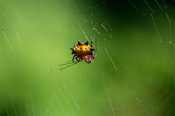 A spider prepares a web for prey in the forest of the Dominican Republic 