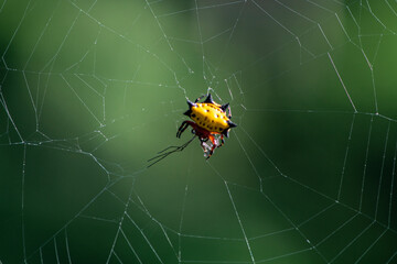 A spider prepares a web for prey in the forest of the Dominican Republic 