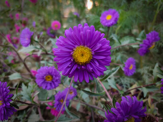 Obraz premium Beautiful purple asters flower in the garden with natural view backgrounds soft focus images.