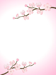 Background of pink cherry blossoms bloom 