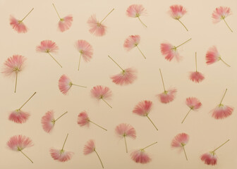 Patern made off pink silk tree blossom on beige background. Flat lay.