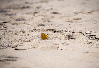 yellow butterfly sits on a yellow leaf masquerading as a leaf
