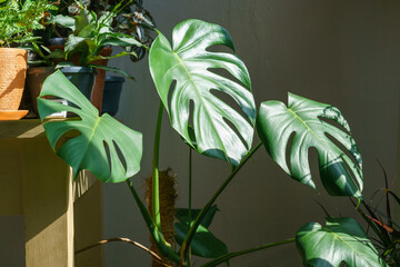 Many monstera plants variety delicose or swiss cheese on light background. Stylish and minimalistic home jungle interior. Home green garden in pots in the sun