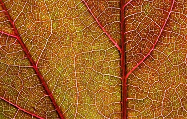 close up of vine leaf with translucent veins in autumn