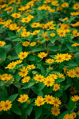 yellow flowers background