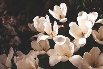Fototapety  Beautiful white flowers on dark background, mood springtime