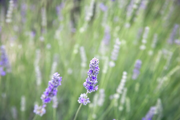 lavender flowers in the field
