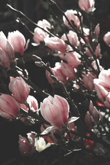 Beautiful magnolia flowers on dark background, mood springtime