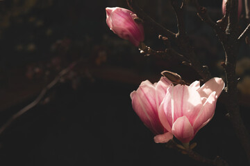 Beautiful magnolia flowers on dark background, mood springtime