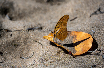 yellow butterfly sits on a yellow leaf masquerading as a leaf 