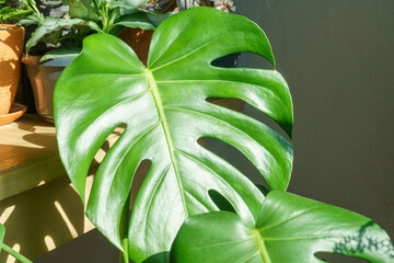 Many monstera plants variety delicose or swiss cheese on light background. Stylish and minimalistic...