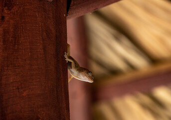 gecko sits on a branch in a hunter's pose and looks around in the Dominican Republic 