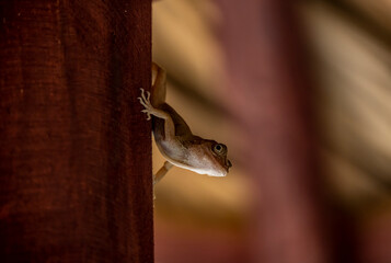 gecko sits on a branch in a hunter's pose and looks around in the Dominican Republic 