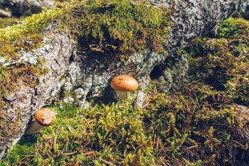 Closeup of a small delicate and beautiful mushrooms among moss and lichen in the forest. Outdoors wildlife. Selective focus, blurred background stock photo