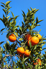 Fresh ripe oranges in an orchard