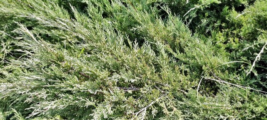 wild green healthy thin plants in the nature.