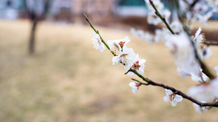 cherry blossom tree after rain