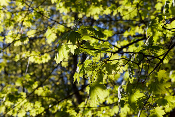 young green maple foliage in spring