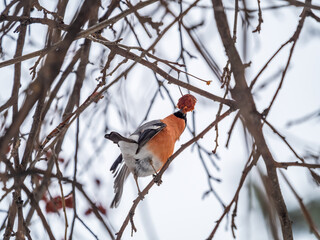 Bullfinch sits on a branch and eats small red apples. The Eurasian or common bullfinch, pyrrhula pyrrhula